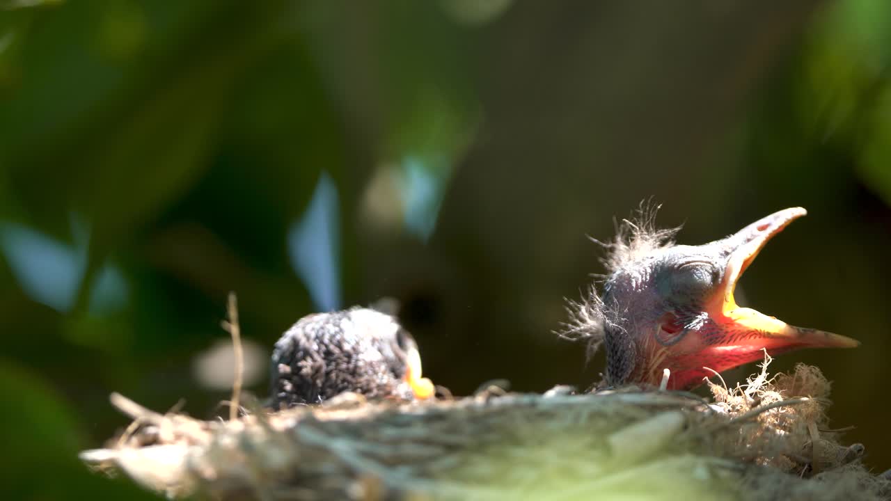 Blackbird in a nest feeding baby birds