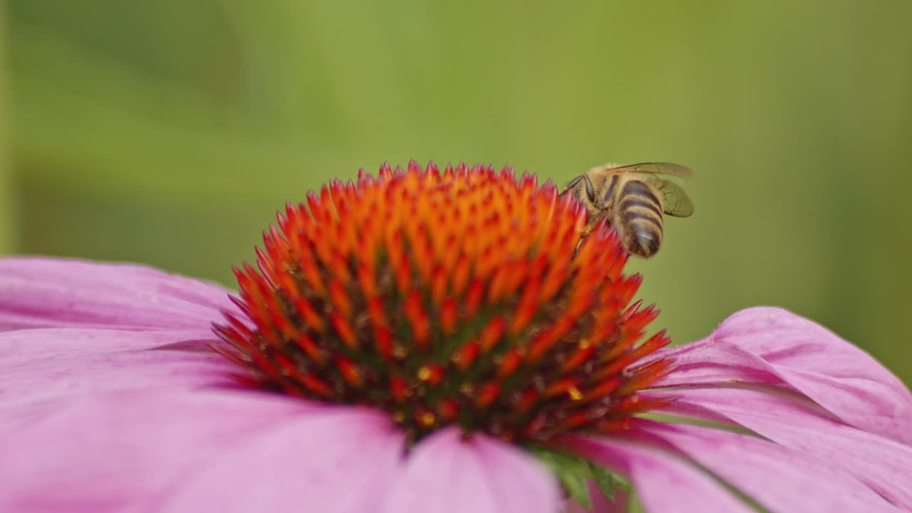 macro de una abeja melífera silvestre que recoge el polen de una coníferas naranja contra un fondo verde borroso