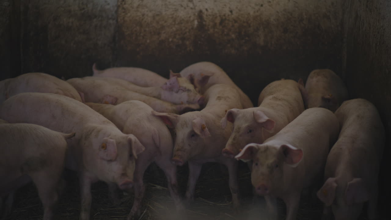 농장 창고에 있는 돼지