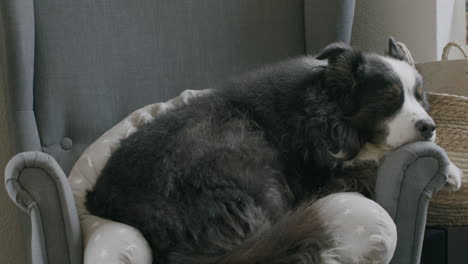 perro durmiendo en un cómodo sillón
