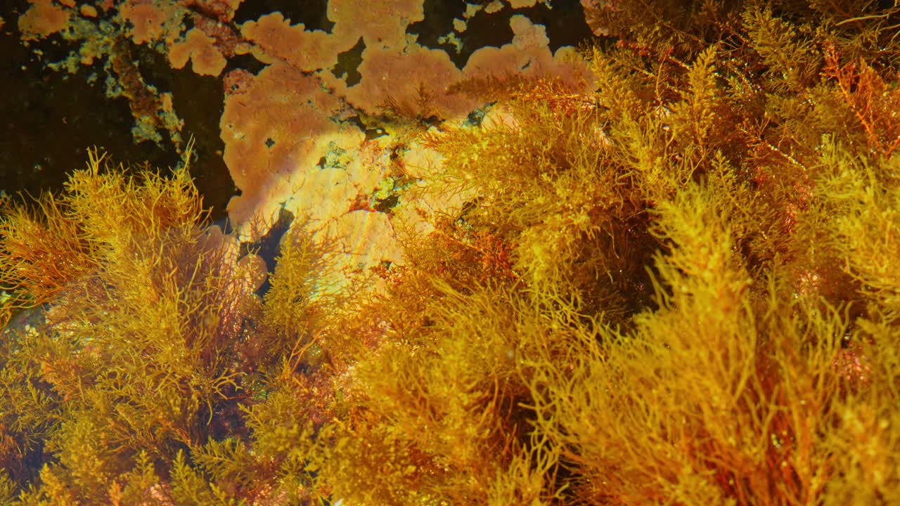 테네리페의 담수에서 수생 식물과 해조류를 재배하는 것