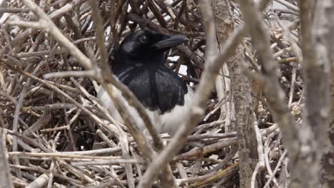 close-up magpie bird sits in deciduous tree nest of twigs, sunny day