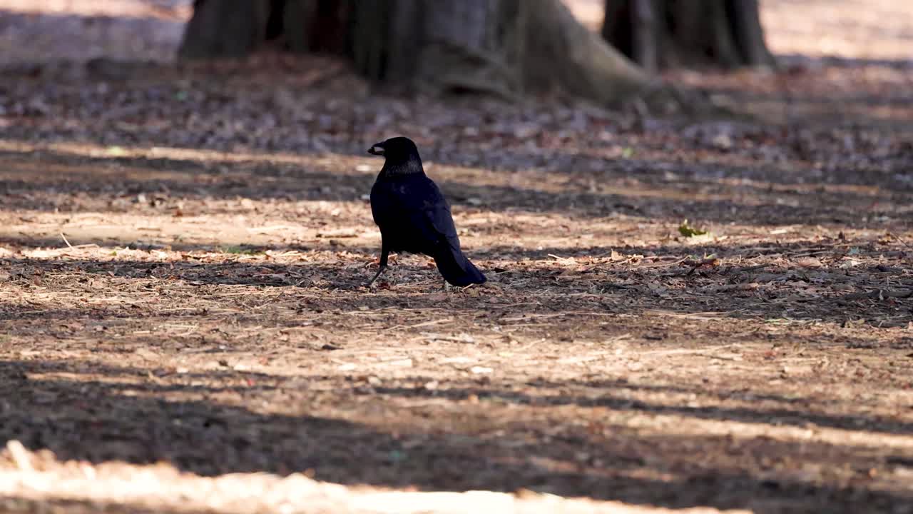 un cuervo caminando, buscando alimento en el suelo del bosque