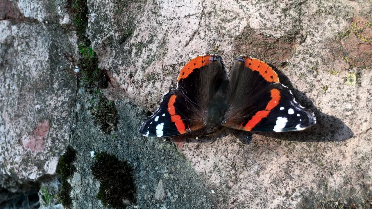 Sommerfugl på en gammel borgmur