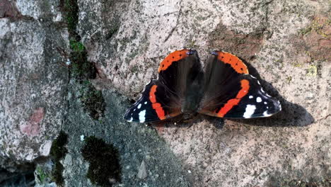 Mariposa-En-La-Antigua-Muralla-Del-Castillo