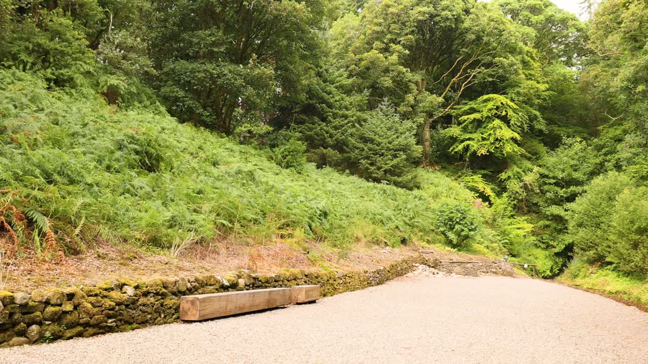 un sendero pintoresco rodeado de denso follaje verde