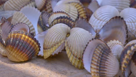 Empty-seashells-of-different-kind-laying-on-marble-fence-plate