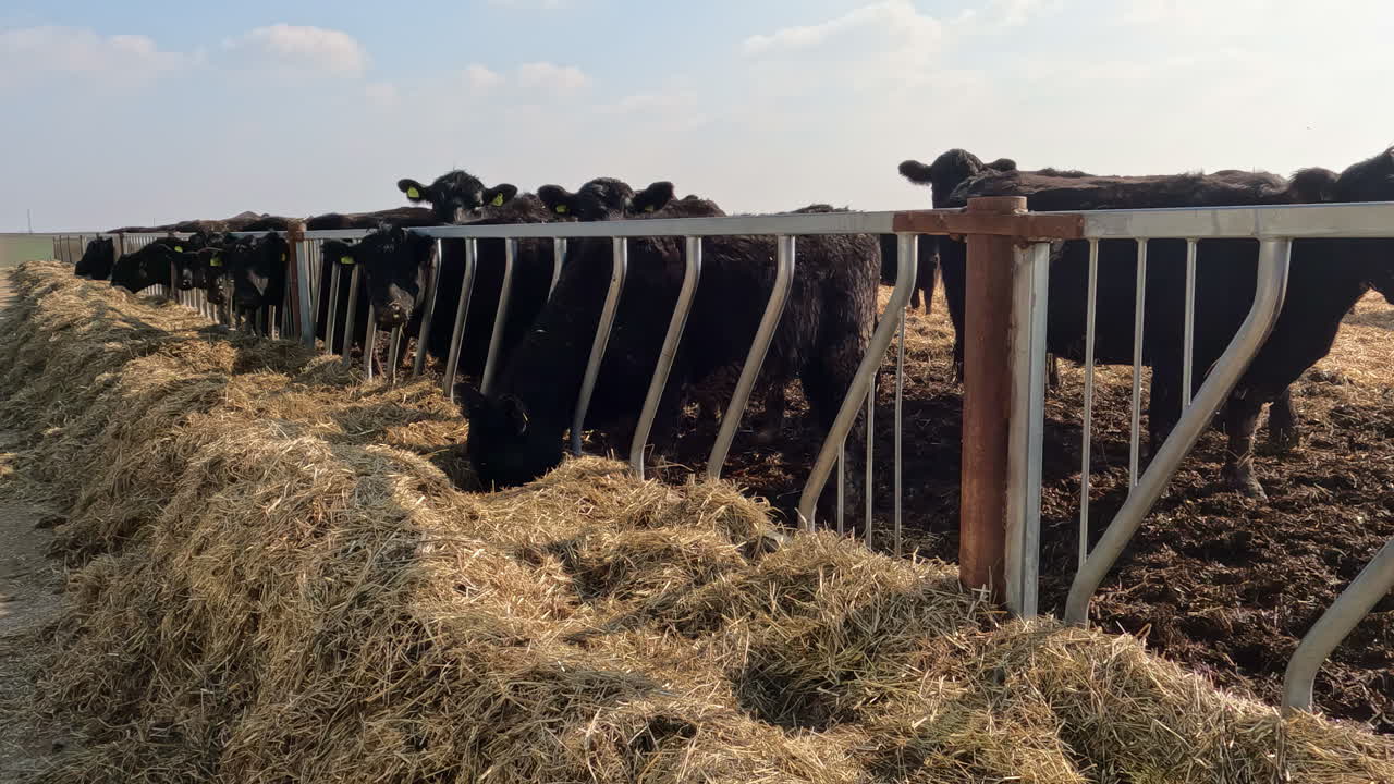 vacas lecheras comiendo heno y curiosamente mirando la cámara