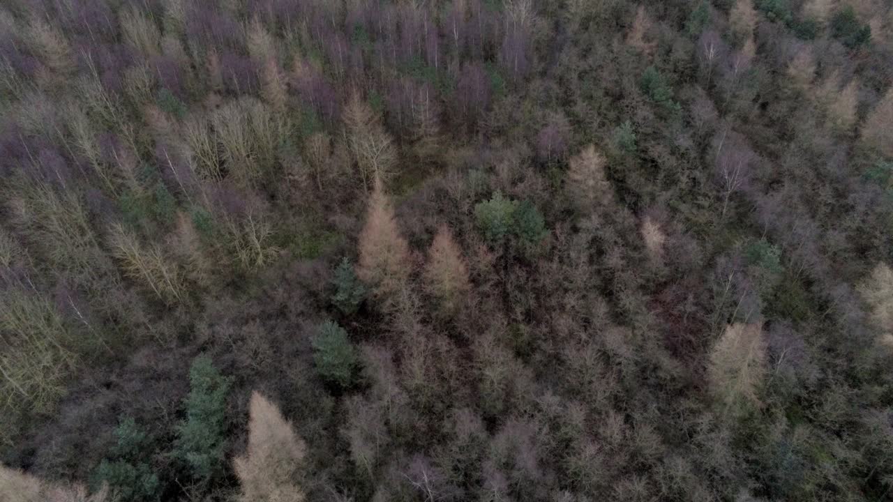 vista aérea de arriba hacia abajo, vista de pájaro sobre árboles forestales densos, gruesos y arbolados en colores estacionales