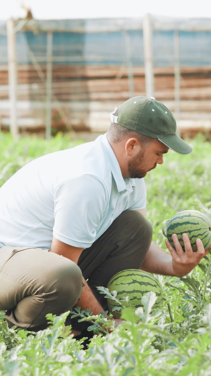 Farmer harvesting watermelon in greenhouse