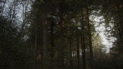 dense pine forest woods canopied sky at dusk during autumn