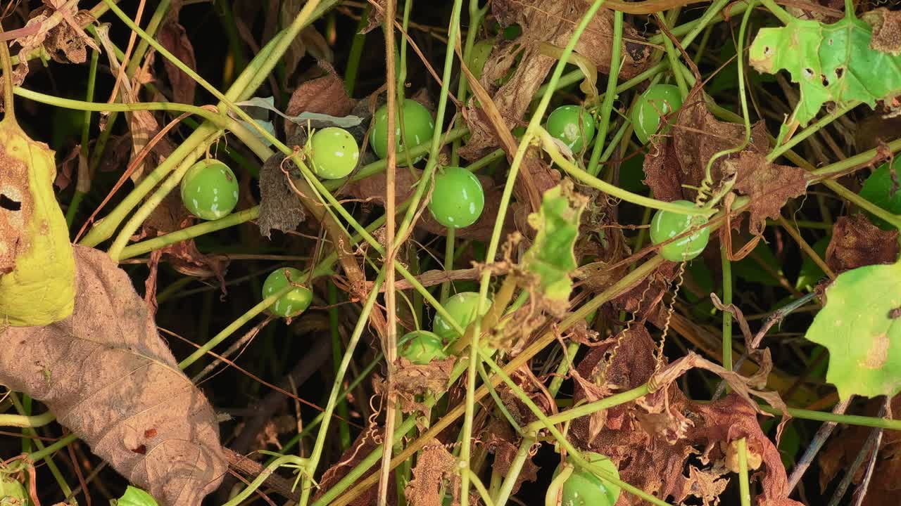 Close-up of Bryonia laciniosa fruits, known as Shivlingi or Indian Bryony, growing on a vine with dry leaves, used in Ayurveda for female reproductive health and hormonal balance