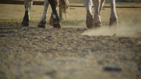 Bull-hooves-kicking-up-dust-in-the-sunlight-on-rural-Texas-farm-in-the-country