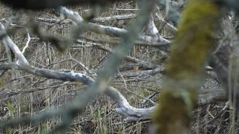 Common-kingfisher-is-sitting-on-the-branches-near-river-looking-for-food-and-nest