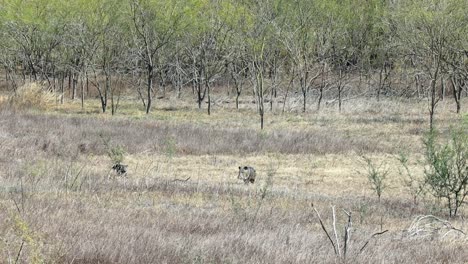 Dos-Cerdos-Salvajes-Preguntándose-A-Través-De-Un-Claro-En-Pastizales-Secos-En-El-Parque-Estatal-Lake-Falcon-Texas-En-El-Sur-De-Texas