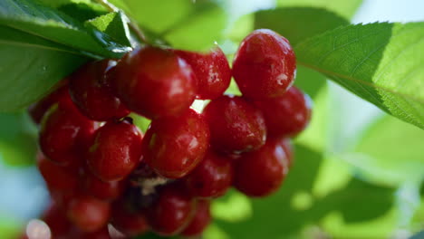 süßes kirschbündel zweig glänzend hängender baum nahaufnahme. gesund schönes essen