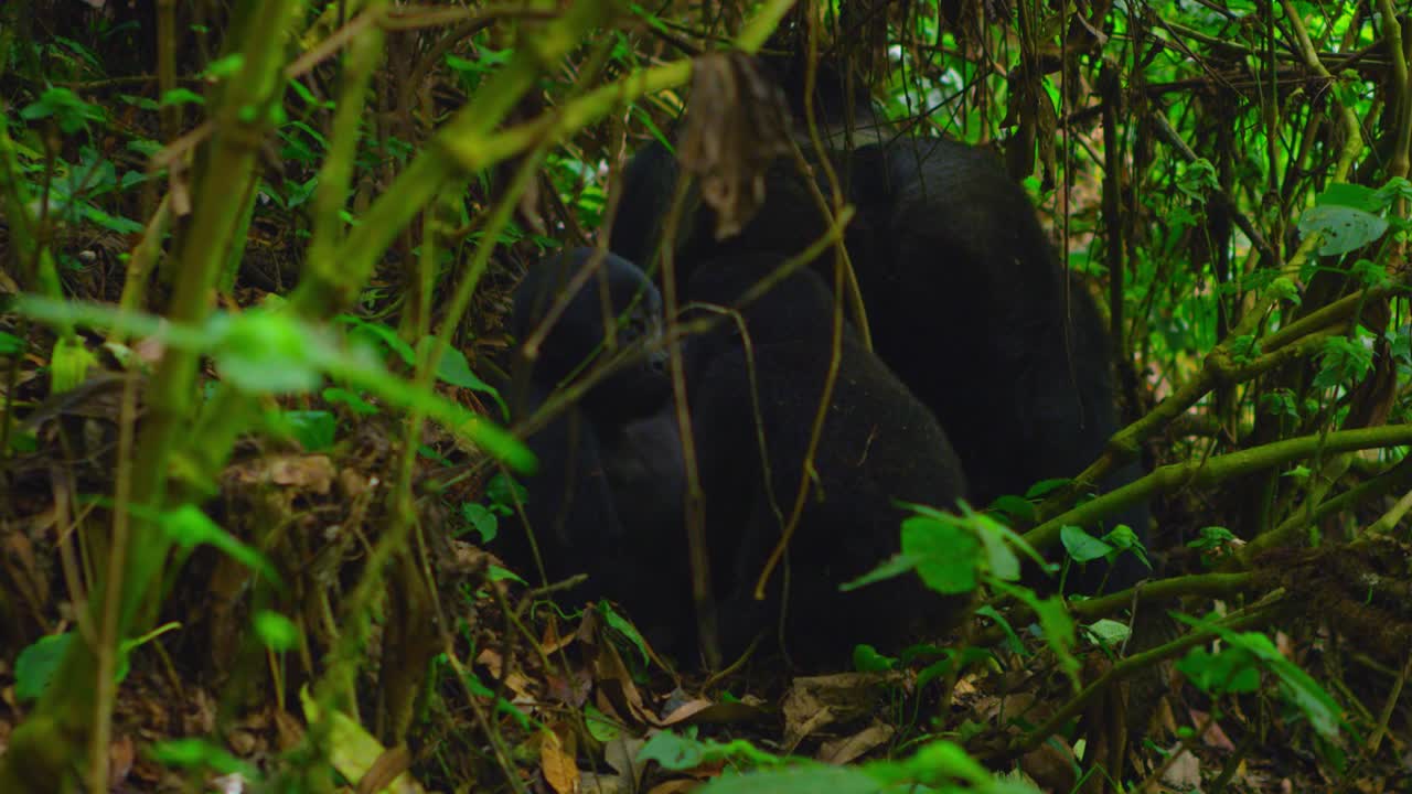 Famiglia di gorilla in natura, una specie rara nel loro habitat naturale in Ruanda, Africa