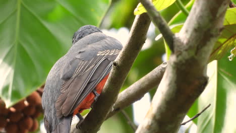 slaty tailed trogon female standing on branch and flying away