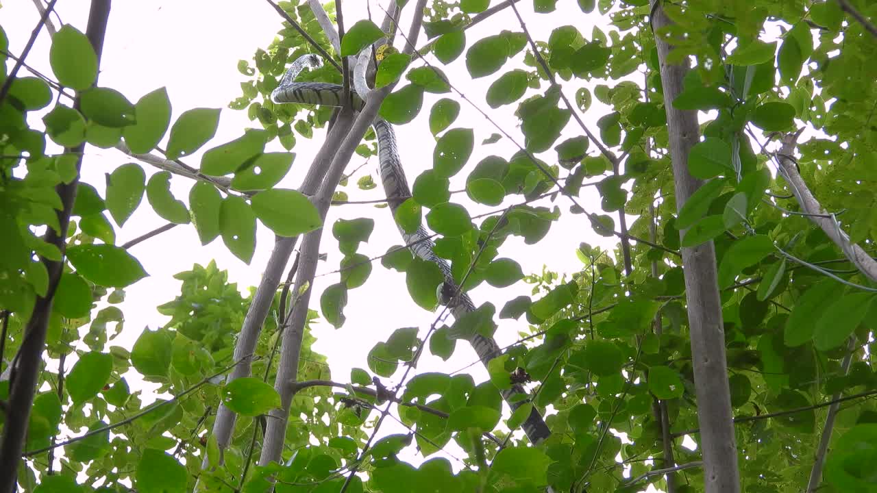 A long snake coils along a tree branch, blending into the surroundings of vibrant green leaves in the forest.