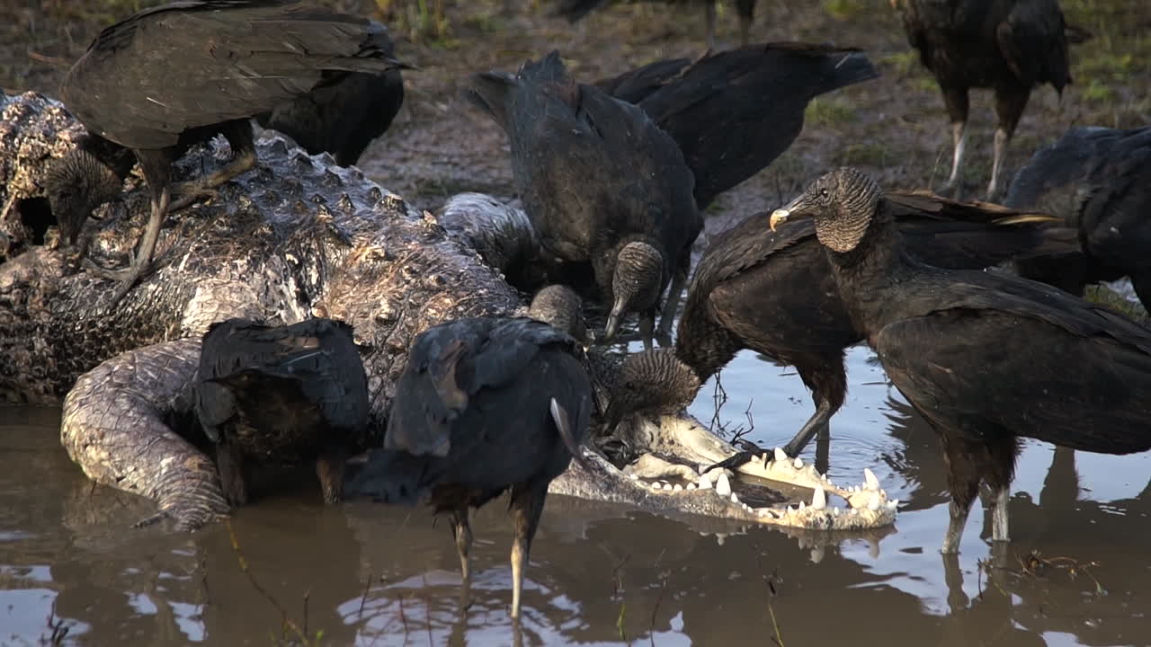 buitres negros se aprovechan de un cadáver de caimán 1