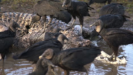 black vultures prey on an alligator carcass 1