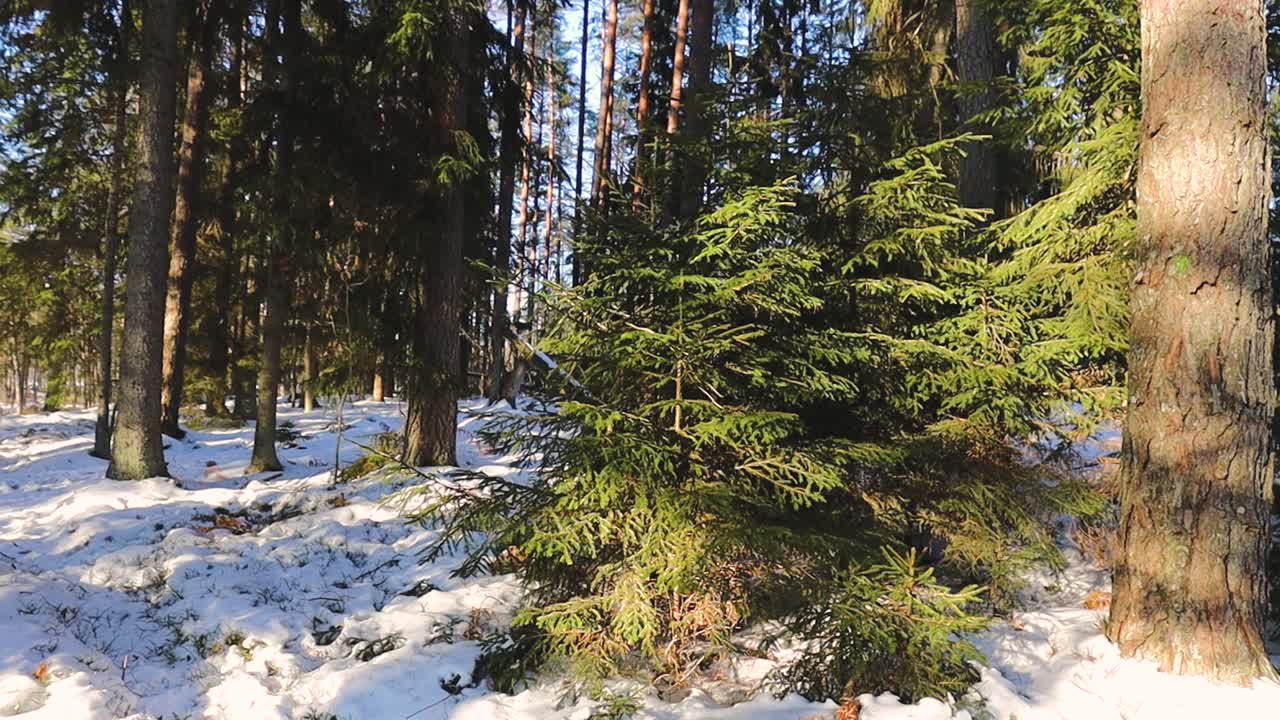 Floresta densa de inverno com árvores perenes e troncos despidos, suavemente iluminada pela luz solar filtrada através dos galhos, criando uma cena florestal tranquila e atmosférica.