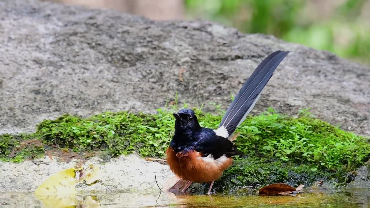 shama de rabadilla blanca bañándose en el bosque durante un día caluroso, copsychus malabaricus, en cámara lenta