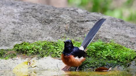 在熱的日子中在森林裡洗澡的白<unk>沙瑪 (copsychus malabaricus),在慢動作中