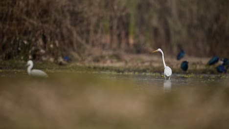 the egrets fishing in lake side