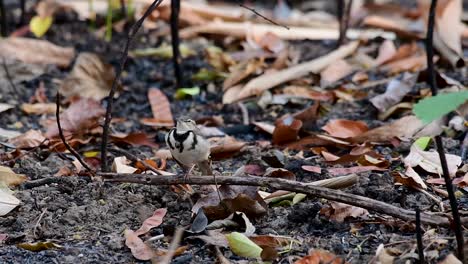 the forest wagtail is a passerine bird foraging on branches, forest grounds, tail wagging constantly sideways