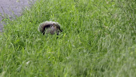 una ardilla comiendo nueces en la hierba junto a la carretera