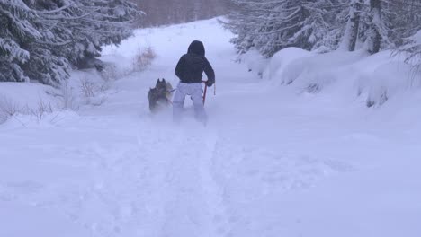 husky dogs pulling sledge with man through deep snow on a beautiful winter day