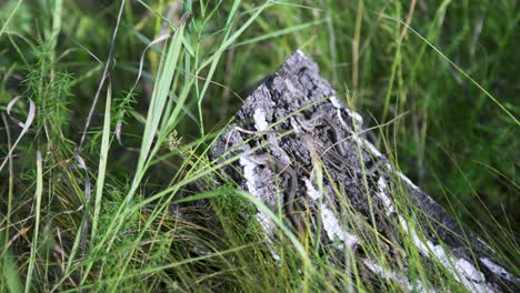 lizards on a tree stump in the grass