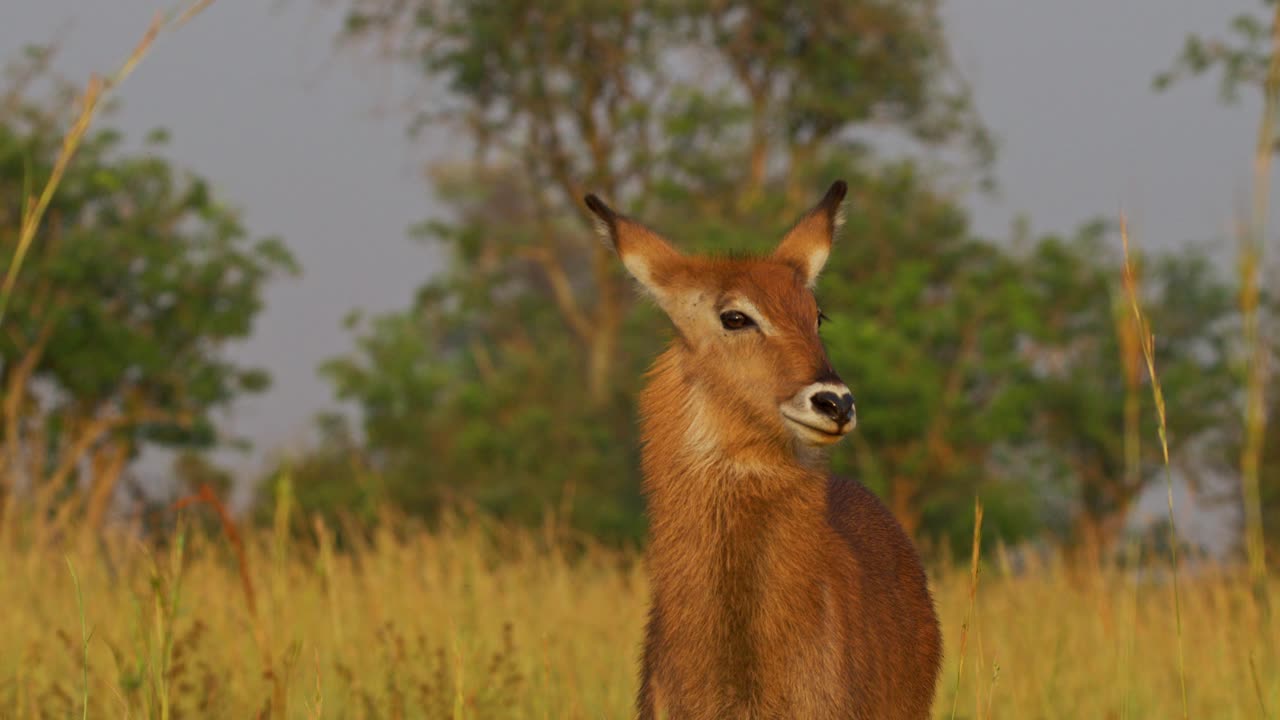 Female waterbuck (Kobus ellipsiprymnus) stands alert front-facing in tall golden savanna grass bathed in soft dawn light in a protected game reserve in Uganda, ears turned toward distant sounds here
