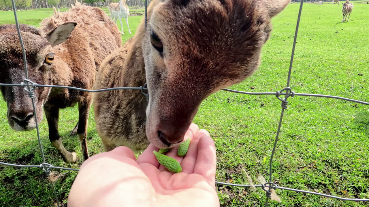 동물원의 철조망 안에 있는 방문객의 손 먹이기 및 어린 양 염소 쓰다듬기