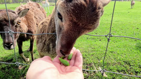 Visitor's-Hand-Feeding-And-Petting-Young-Sheep-Goats-Inside-Wire-Fence-In-The-Zoo