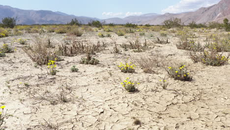 Dry-terrain-and-yellow-wildflowers,-Anza-Borrego-State-Park,-California,-USA