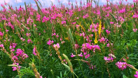 a vibrant field of wildflowers: a breathtaking display of pink blossoms surrounded by lush greenery under a clear sky, capturing the essence of nature's beauty
