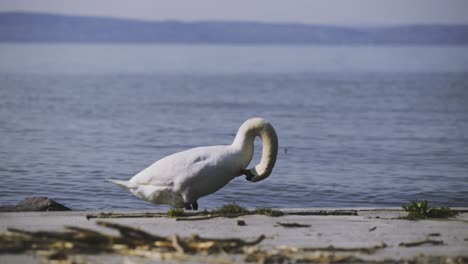imágenes de la tarde inferior de un cisne que se limpia en la orilla de zamárdi, lago balaton