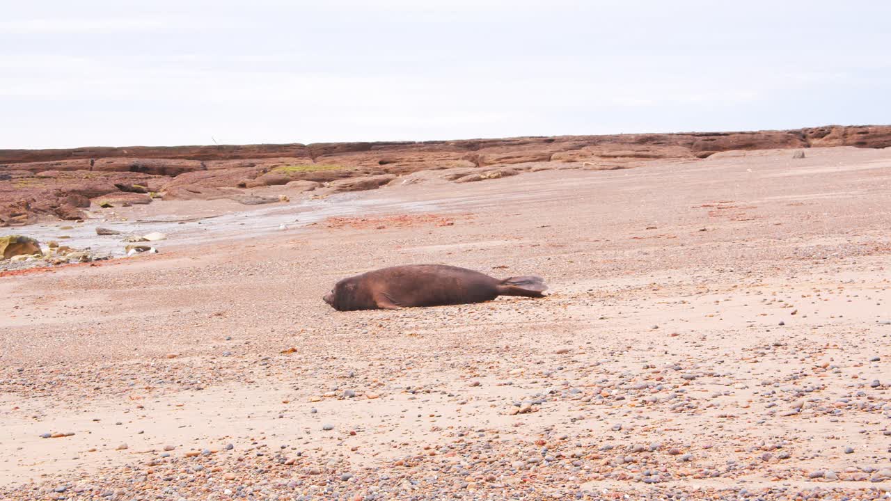 Dark looking Elephant Seal moves down the sandy beach towards the sea