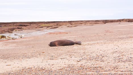 dark looking elephant seal moves down the sandy beach towards the sea