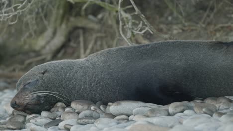 Peacefully-sleeping-fur-seal-on-rocky-beach