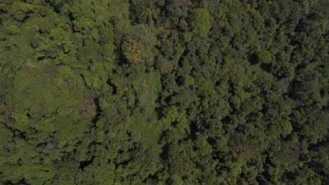 Selva-En-Misiones,-Argentina-En-Un-Lindo-Día