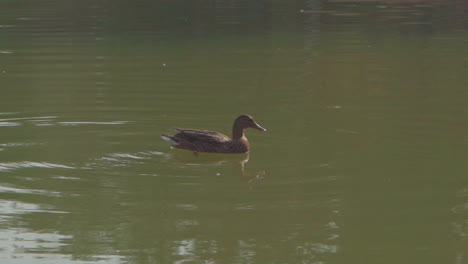 a lonely brown mallard calling for the rest of his flock while floating on the water of a lake