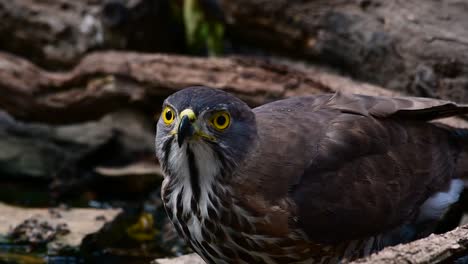 the crested goshawk is one of the most common birds of prey in asia and belonging to the same family of eagles, harriers