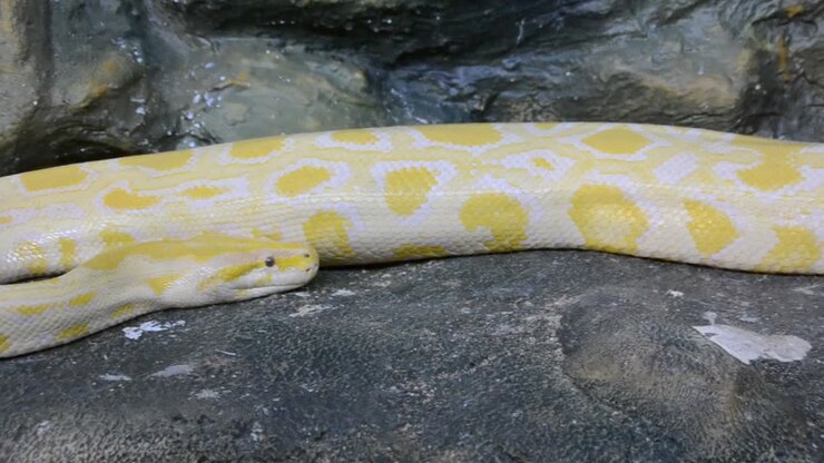 Python