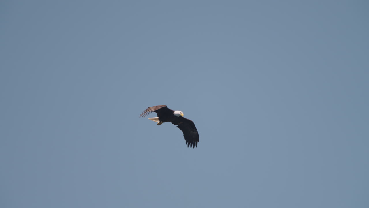 Aquila che pesca nell'oceano in Canada