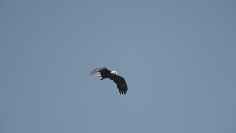 eagle catching fish in the ocean in canada