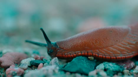 Nahaufnahme-Einer-Schnecke-Bewegliche-Schnecke-Auf-Unscharfem-Hintergrund---Selektiver-Fokus