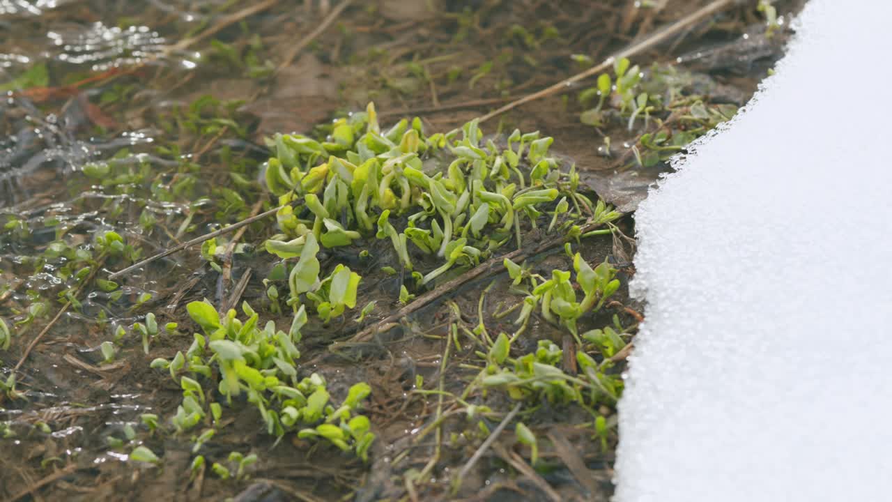 First green grass in spring. Grass sprouted in a stream with melt water, snow lies on the banks. Slow motion.